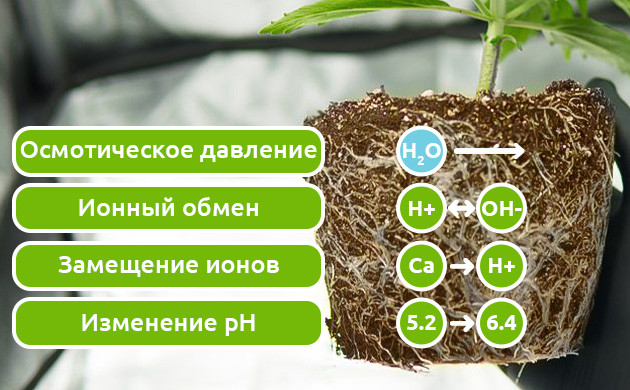 Осмотическое давление и ионный обмен в корнях Замещение ионов и изменение pH раствора