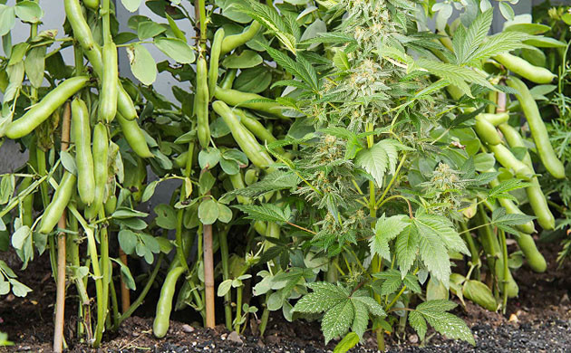 Растения-компаньоны для маскировки плантации Естественная защита от ветра и непогоды