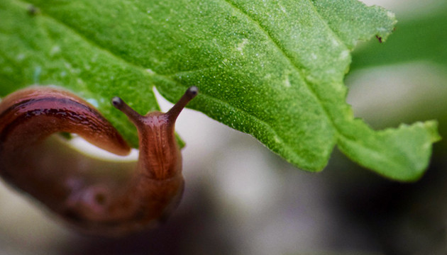 Борьба со слизнями на конопле Улитка на листе