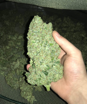 Срезаная кола сорта LSD Шишка сорта LSD