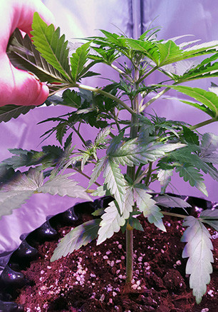 Рост Auto White Widow на 2 неделе выращивания Куст Auto White Widow на 2 неделе роста