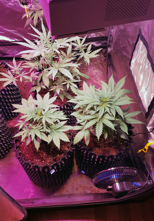 Индорное выращивание марихуаны 3 куста марихуаны