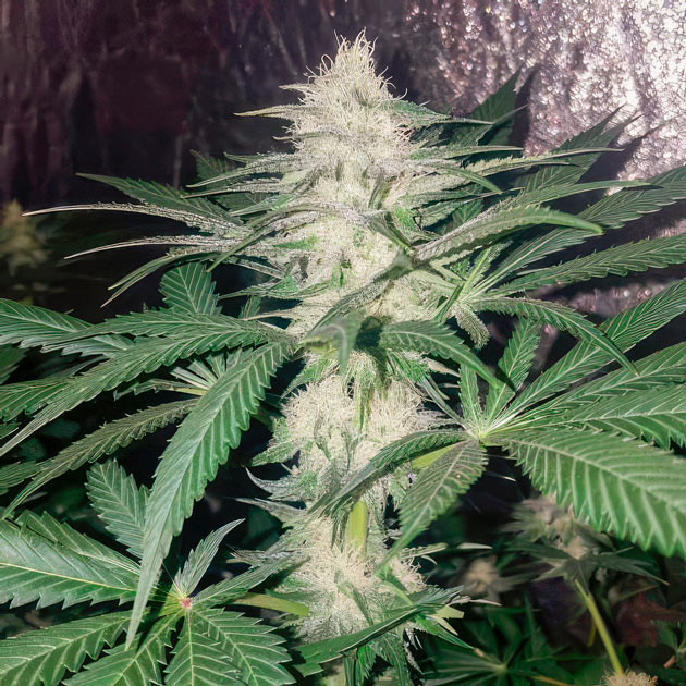 Дефолиация марихуаны Формирование соцветий конопли