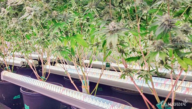 Дополнительное освещение нижнего яруса и боковых участков куста Эффективный досвет конопли: нижний и боковой свет для грова