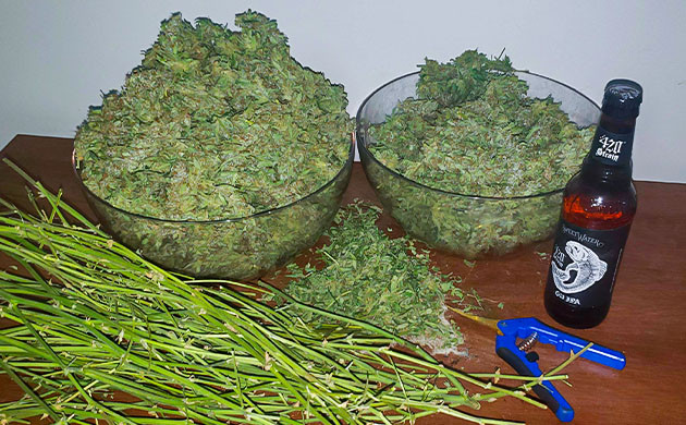 Собранный урожай после тримминга Урожай Wedding Cheesecake Auto