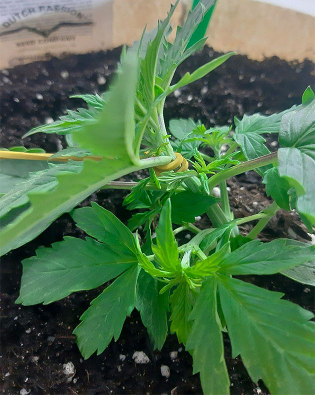 Использование зажимов и резинок Рост Critical Orange Punch Auto: фотоотчёт