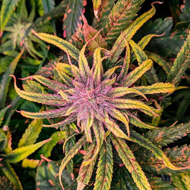 Фиолетовая окраска соцветий Куст Bruce Banner #3 на 14 неделе выращивания