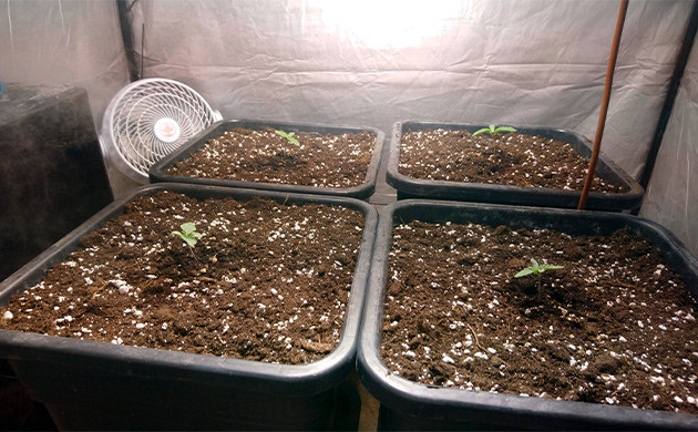 Этап проращивания семян Взошедшие ростки конопли