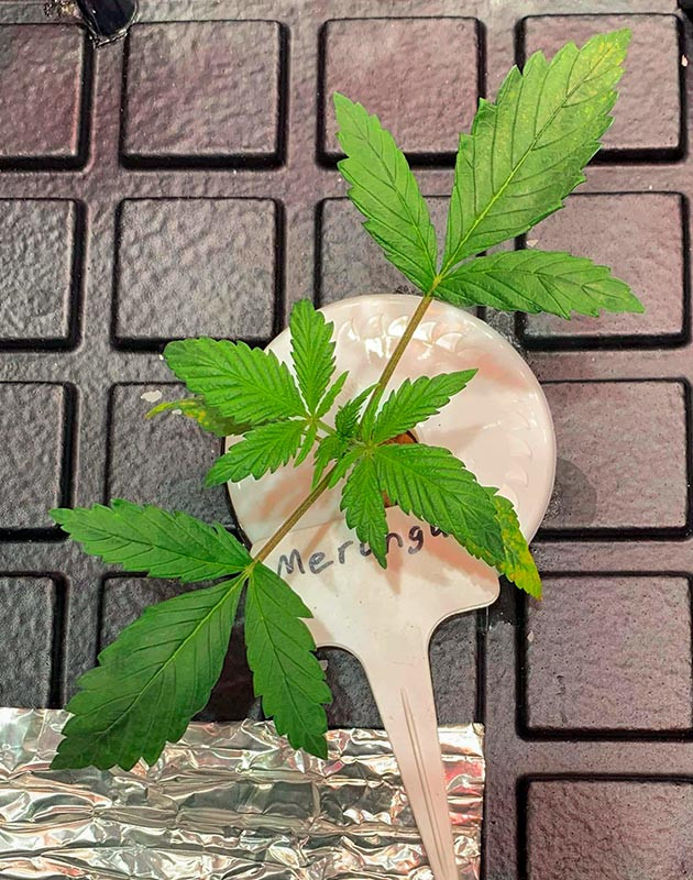 Начало стадии вегетации на 2 неделе выращивания Рост куста конопли Meringue на 2 неделе выращивания