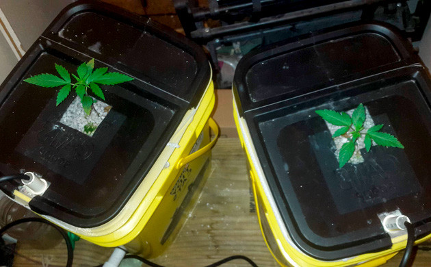 Проблемы с листьями на второй неделе Пятна на листьях куста