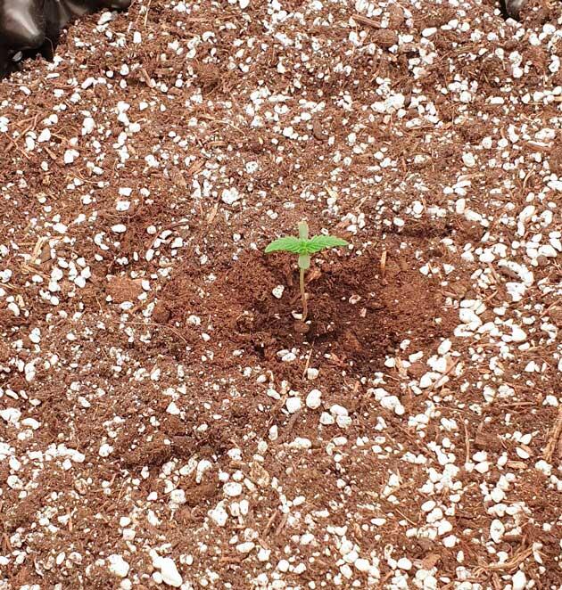 Росток Hellfire OG Auto от 7CH American на 1 неделе выращивания