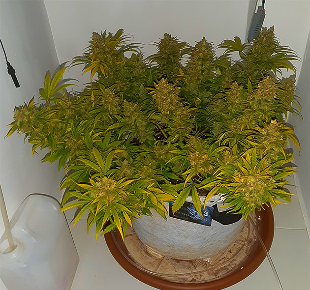 Растение Gorilla Auto готовое к харвесту Куст Gorilla Auto перед урожаем