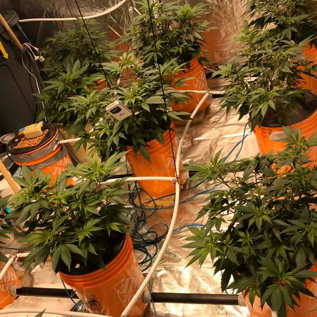 Появление легкого запаха конопли Кусты на третьей неделе выращивания