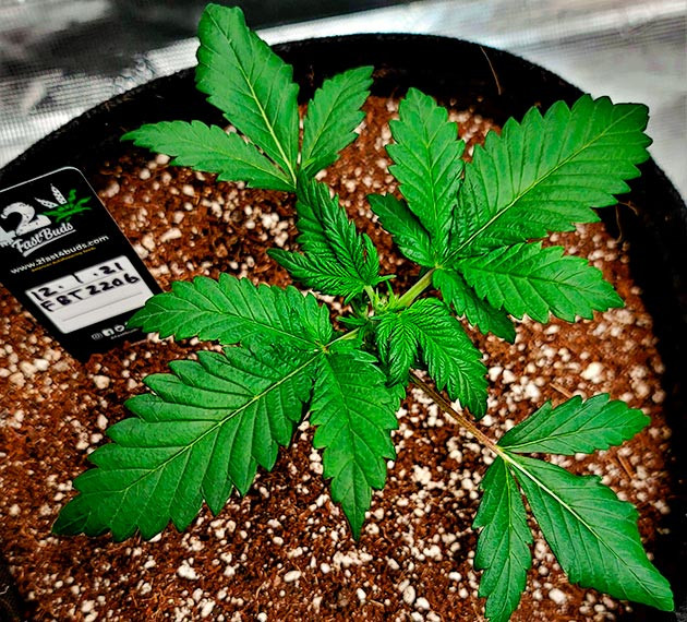 выращивание сорта конопли Gorilla Zkittlez Auto от FastBuds