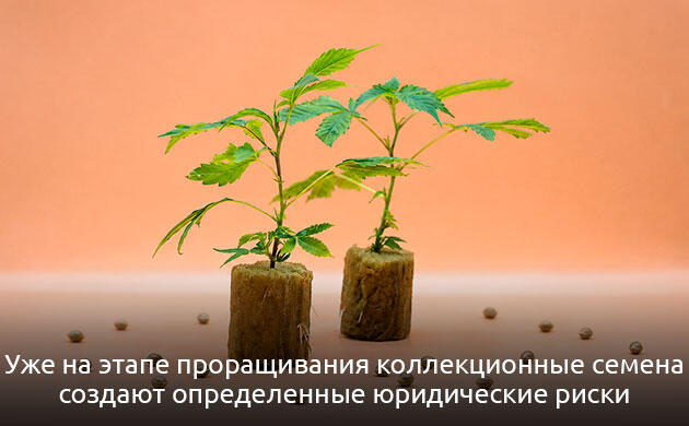 Правовая оценка действий с коллекционными семенами Концепция правовых рисков при обращении с семенами