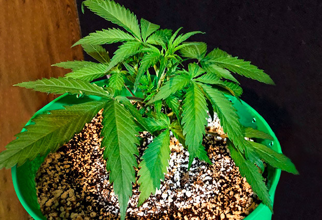 Внесение удобрений на 4 неделе выращивания Куст ростом 18 см