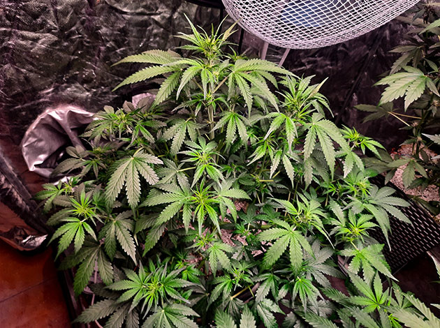 Выращивание сорта Tashkenti Auto Растение Tashkenti Auto на 5 неделе выращивания