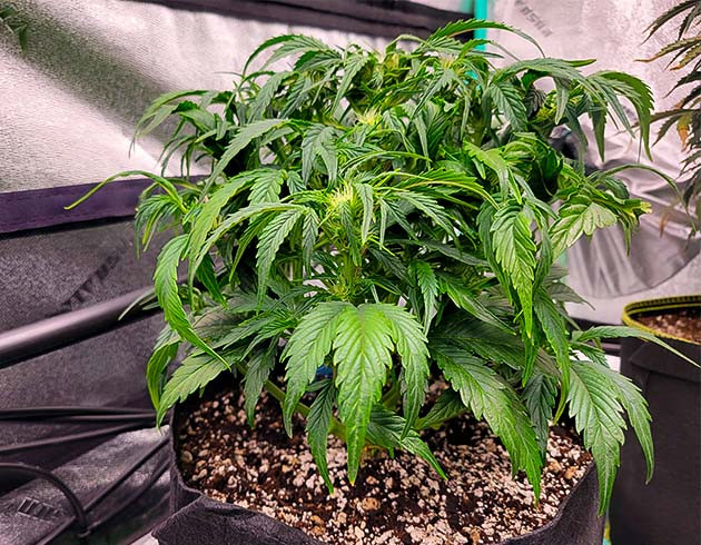 Стимуляция цветения сорта Strawberry Amnesia Цветение и неприятные сюрпризы