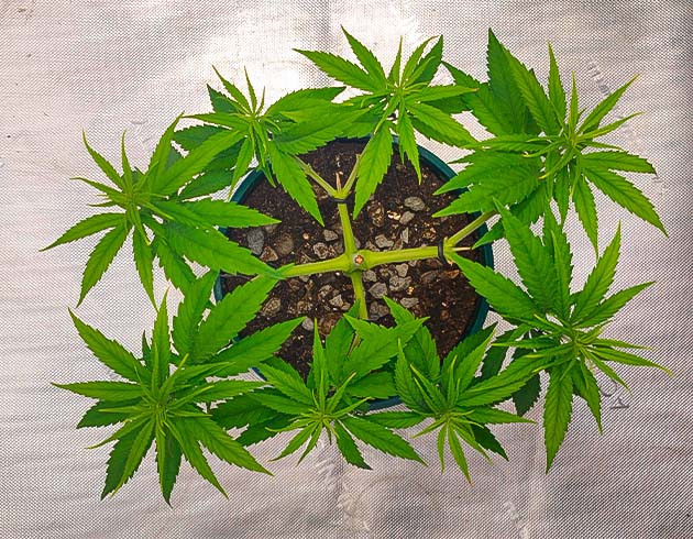 Корректировка pH и состава питательного раствора Куст Godzilla Original Glue GG#4 от Herbies Seeds на 7 неделе