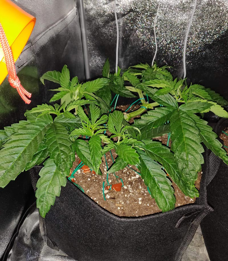 Обрезка куста марихуаны Четвертая неделя выращивания LSD