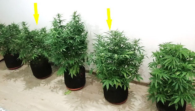 Дефолиация листьев и дефицит калия 5 кустов марихуаны