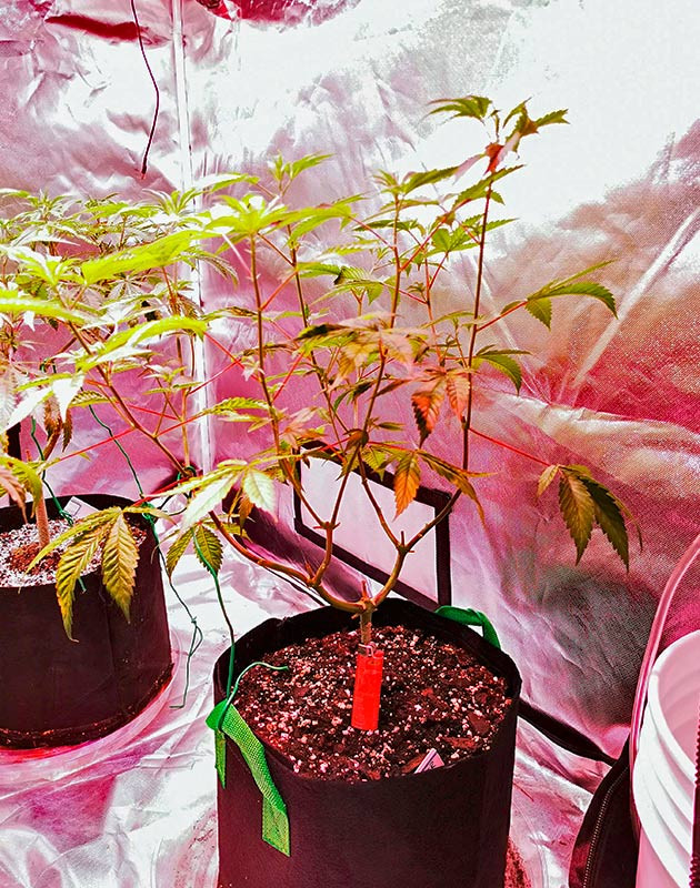 Начало цветения и смена режима освещения Куст Gorilla Glue на 9 неделе выращивания