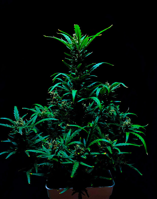 Промывка марихуаны 9 неделя выращивания конопли