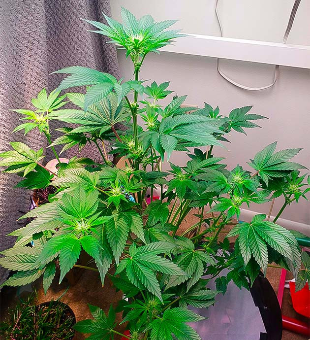 Дефолиация марихуаны Формирование шишек конопли