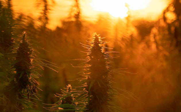 Переход к цветению: световой режим и генетика марихуаны Особенности цветения каннабиса в индоре