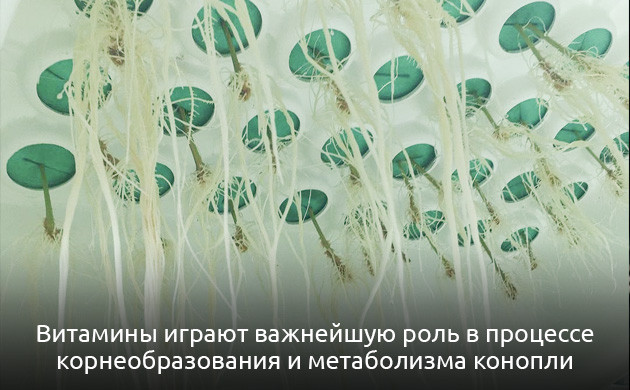 Витамины для корнеобразования Роль витаминов в росте конопли