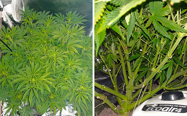 Проблема с ожогом на конопле Tutankhamon от Pyramid Seeds цветение