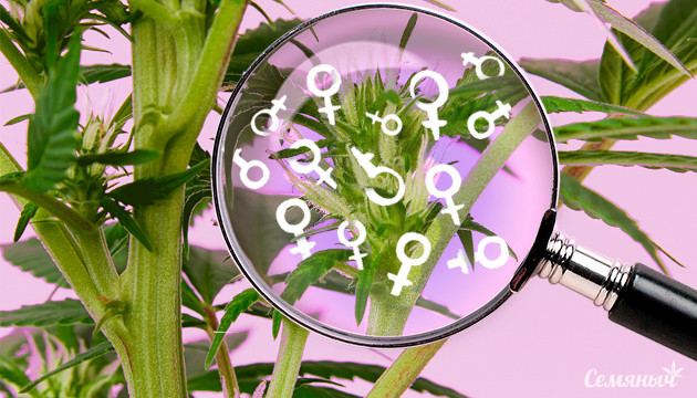 Как выглядит женская конопля Женские признаки конопли