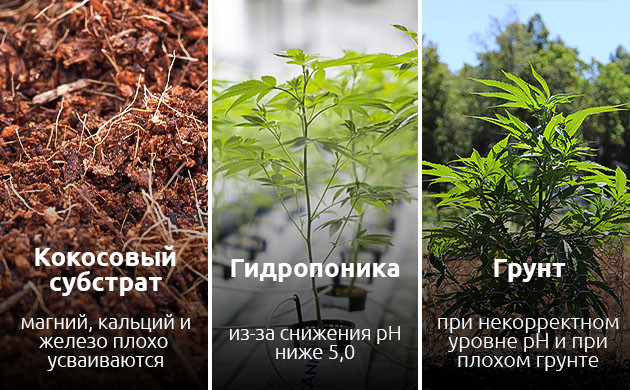 Причины нехватки магния у конопли Почему возникает дефицит магния