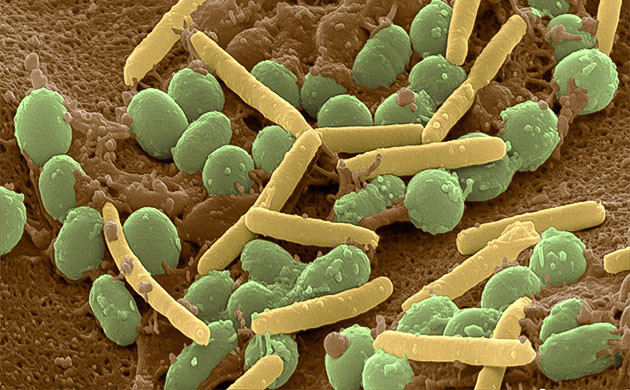 Микроорганизмы в живой почве Живые организмы для живой почвы