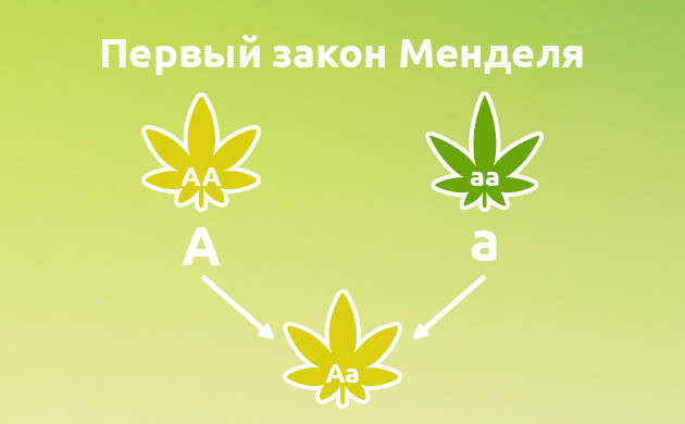 Доминирование признаков в селекции конопли Закон доминирования