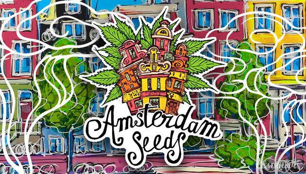 Amsterdam Seeds: новый бридер семян конопли на Семяныче Новые семена конопли — Amsterdam Seeds