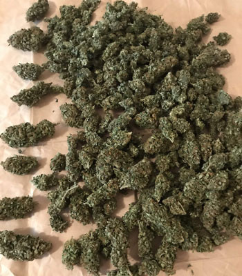 Просушка шишек марихуаны Собранные шишки Jack 47 Auto