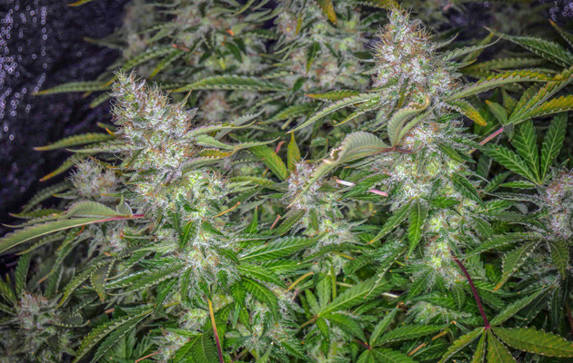 Харвест марихуаны Tutankhamon перед харвестом