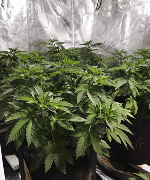 Увеличение количества полива на 5 неделе выращивания Кусты LSD ростом 45 см