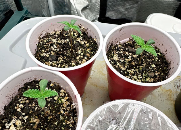 Ростки сорта Shawty R1 ростом 7 см