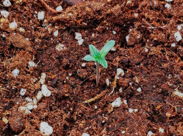 Проращивание марихуаны Росток сорта Mint Jelly Auto