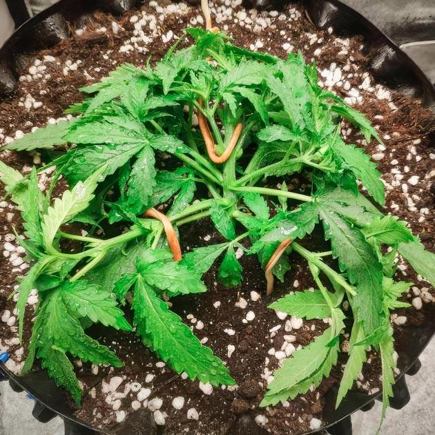 Проведение топпинга и LST Куст Super Silver Haze на 3 неделе выращивания