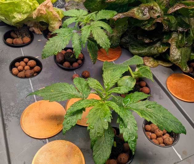 Молодые ростки после проращивания под куполом