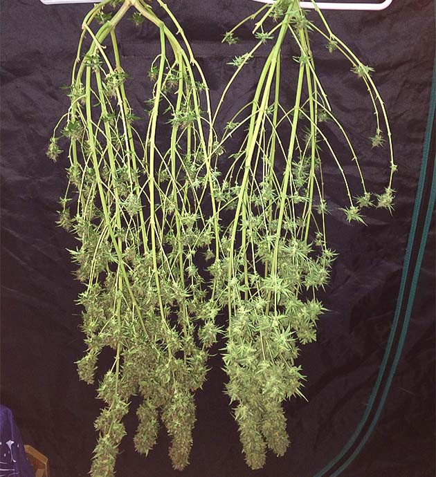 Процесс сушки Euforia X: подготовка к взвешиванию Процесс сушки: подготовка к финальному взвешиванию