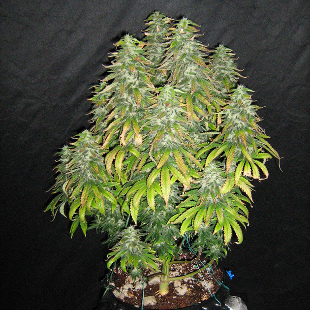 Четырнадцатая неделя выращивания Куст с большими шишками