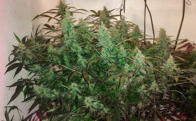 Появление запаха на 12 неделе Большие шишки на кустах