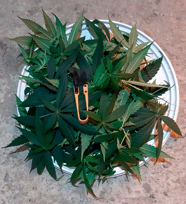 Состояние куста Glue Sherbet Стимуляция цветения сорта Glue Sherbet