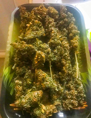 Сухой урожай Kali Mist Auto Большие сухие шишки