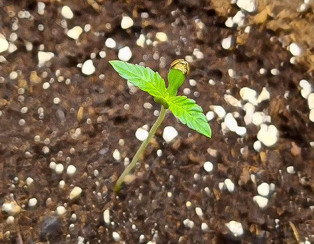 Начало гроурепорта Bruce Banner Auto Проращивание семян Bruce Banner Auto