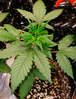 Куст на третьей неделе выращивания Куст до LST